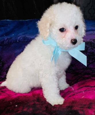 Male and female cavapoo pup for pet lovers